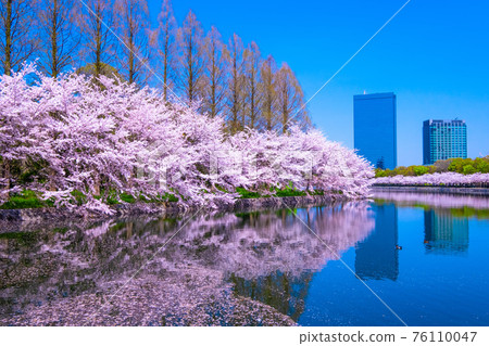 Cherry blossoms at Osaka Castle Park Cherry blossoms at Osaka Castle Park 76110047