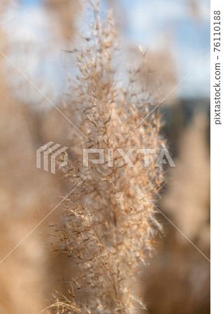 Pampas grass. Dry beige reed. Abstract natural background. Pastel neutral colors. Earth tones. Beautiful nature trend decor. Pampas grass. Dry beige reed. Abstract natural background. Pastel neutral colors. Earth tones. Beautiful nature trend decor. 76110188