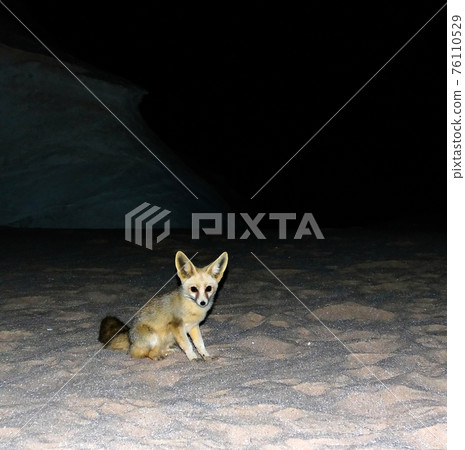 Night portrait of fennec fox in White desert, Farafra, Egypt Night portrait of fennec fox in White desert, Farafra, Egypt 76110529