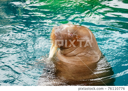 Walrus Show (Oita Marine Palace Aquarium "Umitamago") 76110776