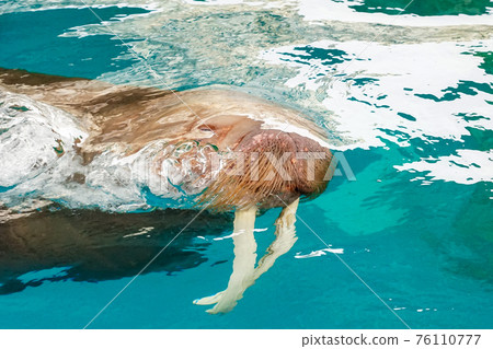 海象秀(大分海洋宮殿水族館“Umitamago”) 海象秀(大分海洋宮殿水族館“Umitamago”) 76110777