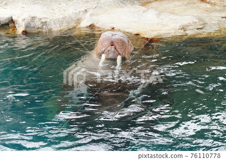 Walrus Show (Oita Marine Palace Aquarium "Umitamago") 76110778