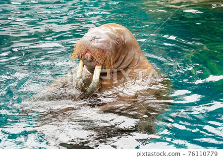 Walrus Show (Oita Marine Palace Aquarium "Umitamago") 76110779