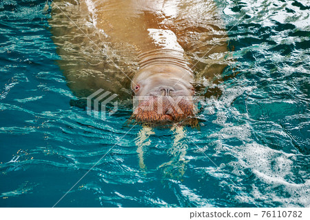 Walrus Show (Oita Marine Palace Aquarium "Umitamago") 76110782