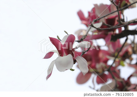 紫玉蘭花 76110805