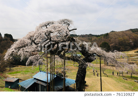 Weeping cherry blossoms of the outer Ono Ibaraki Prefecture Oko-machi 76110927