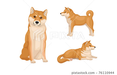 Shiba Inu as Breed of Hunting Dog from Japan in Different Poses Vector Set 76110944