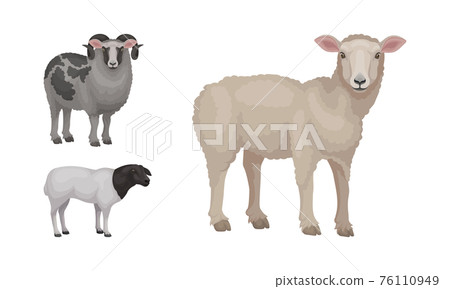 Sheep as Ruminant Domestic Mammal Kept as Livestock Vector Set 76110949