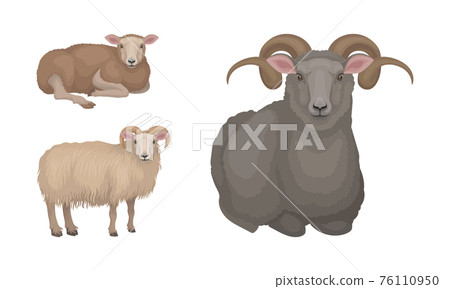 Sheep as Ruminant Domestic Mammal Kept as Livestock Vector Set 76110950