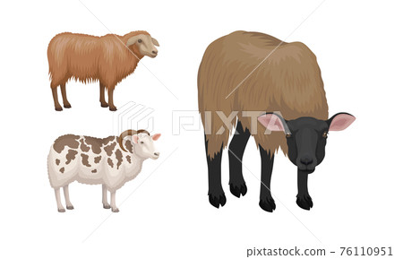 Sheep as Ruminant Domestic Mammal Kept as Livestock Vector Set 76110951