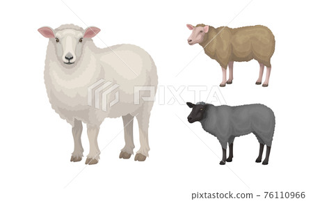 Sheep as Ruminant Domestic Mammal Kept as Livestock Vector Set 76110966