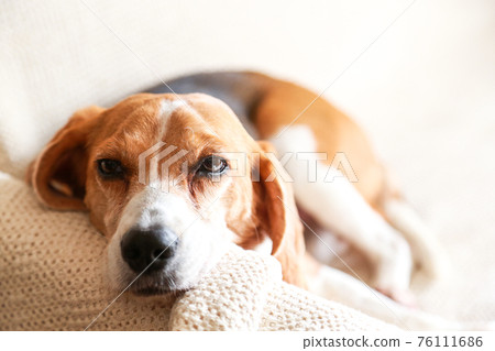 昏昏欲睡的比格犬 昏昏欲睡的比格犬 76111686
