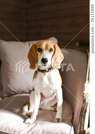 Beagle dog sitting on a fashionable couch Beagle dog sitting on a fashionable couch 76111689