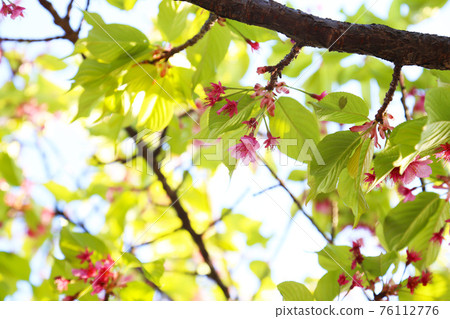 Kawazu cherry tree Kawazu cherry tree 76112776