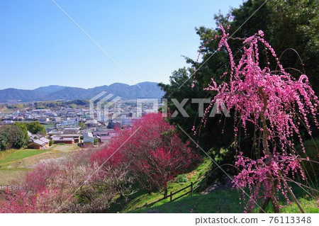從兵庫縣南淡路市廣田梅林親愛公園看到的風景 從兵庫縣南淡路市廣田梅林親愛公園看到的風景 76113348