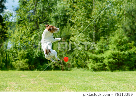 Active dog jumping to catch ball exercising at backyard lawn on sunny summer day Active dog jumping to catch ball exercising at backyard lawn on sunny summer day 76113399