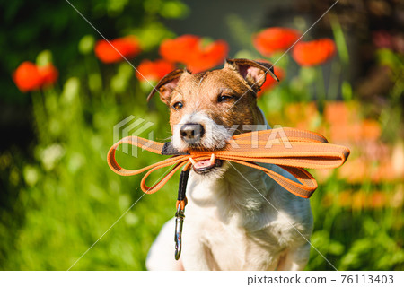 Dog sitting outside with lead in mouth ready for walk on bright sunny day Dog sitting outside with lead in mouth ready for walk on bright sunny day 76113403