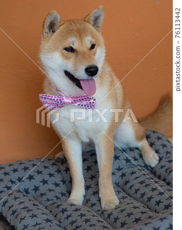 Shiba Inu puppy looks like a little fox Shiba Inu puppy looks like a little fox 76113442
