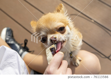 Dog eating churu 76113566