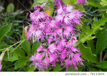 南阿爾卑斯山的普通石竹 南阿爾卑斯山的普通石竹 76113604