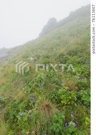 霧中南阿爾卑斯山的高根松草莊、峰尾草莊等花田 霧中南阿爾卑斯山的高根松草莊、峰尾草莊等花田 76113607
