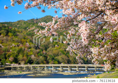 Kyoto Arashiyama Sakura and Togetsu Bridge 76113618