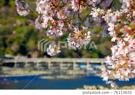 Kyoto Arashiyama Sakura and Togetsu Bridge 76113620