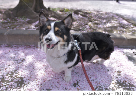 A black corgi dog walking on a carpet of pink cherry blossom petals A black corgi dog walking on a carpet of pink cherry blossom petals 76113823