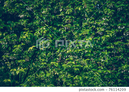 Wallpaper leaves in nature in the forest of humid summer Closeup of large philodendron leaf freshly wet after a rain, with soft lighting, shallow depth of field and selective focus 76114209