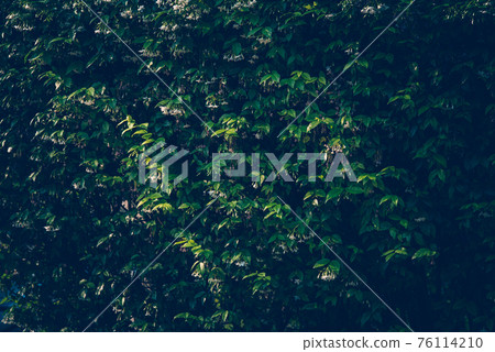 Wallpaper leaves in nature in the forest of humid summer Closeup of large philodendron leaf freshly wet after a rain, with soft lighting, shallow depth of field and selective focus 76114210
