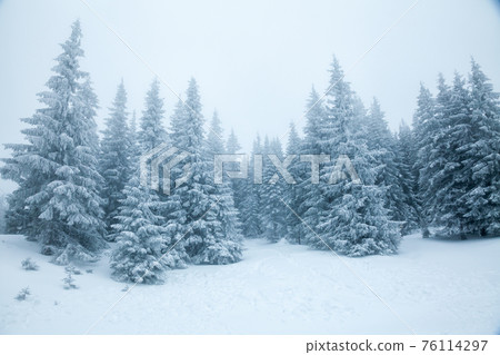 Winter landscape with snowy fir forest Winter landscape with snowy fir forest 76114297