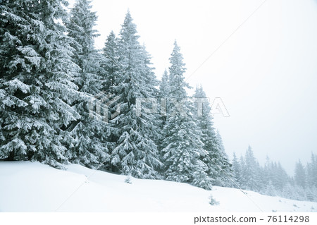 Winter forest Winter forest 76114298