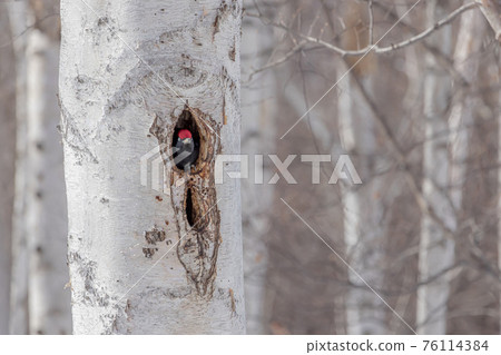 Woodpecker companion Woodpecker companion 76114384