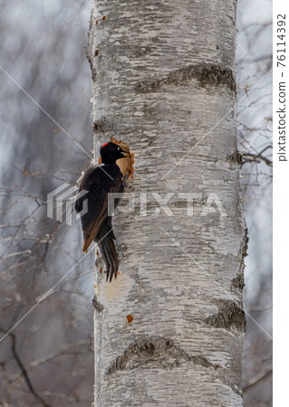 啄木鳥伴侶 76114392
