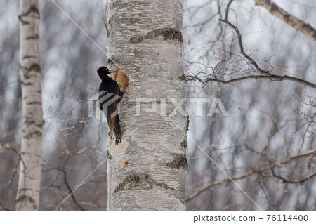 Woodpecker companion 76114400