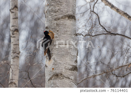 Woodpecker companion 76114401