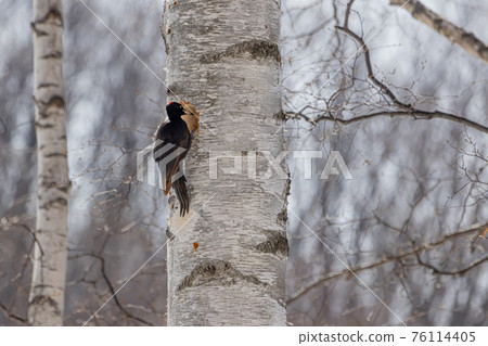 Woodpecker companion Woodpecker companion 76114405