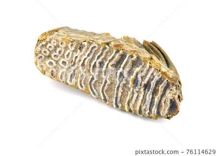 Mammoth tooth isolated on white. Mammoth tooth isolated on white. 76114629