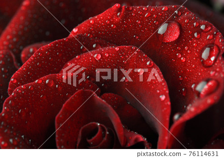 Red rose macro. 76114631