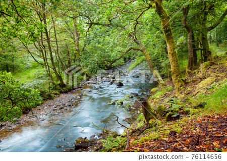 Scenic forest river in Scotland UK Scenic forest river in Scotland UK 76114656