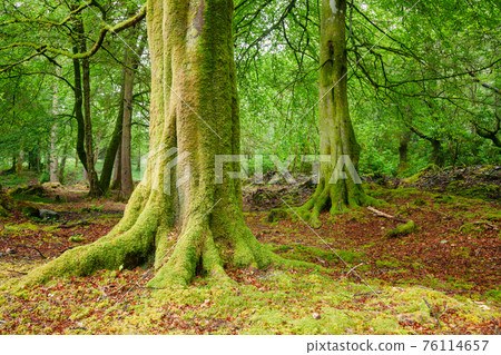 Scenic forest in Scotland UK Scenic forest in Scotland UK 76114657
