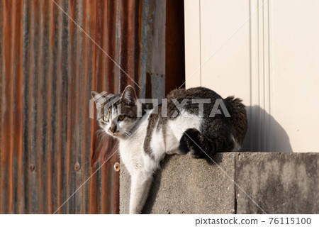 Relax on the wall 76115100