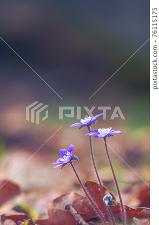 Spring flower. Beautiful colorful plant in the forest. Hepatica nobilis Spring flower. Beautiful colorful plant in the forest. Hepatica nobilis 76115175