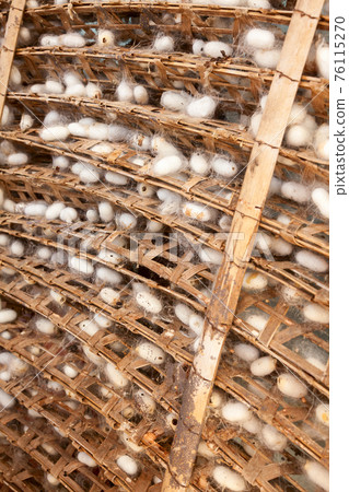 Silkworm cocoons 76115270