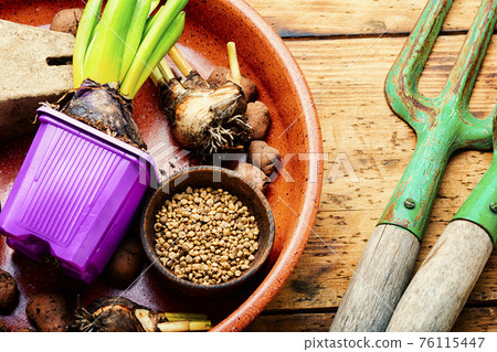 Seedling of spring flowers and gardening tools 76115447