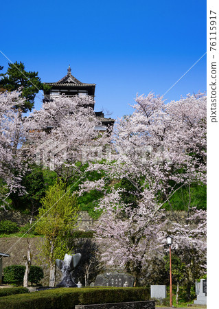 霞之城公園，丸岡城，城樓，櫻花，春天風光 76115917