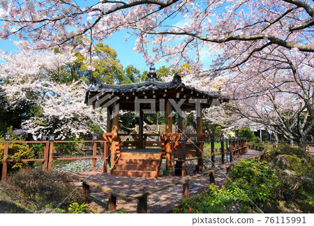 Daeheul-ri, Jeju, cherry blossoms, spring flowers, spring, village, country house, Daeheul-ri, Jeju, cherry blossoms, spring flowers, spring, village, country house, 76115991