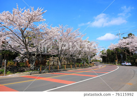 Daeheul-ri, Jeju, cherry blossoms, spring flowers, spring, village, country house, Daeheul-ri, Jeju, cherry blossoms, spring flowers, spring, village, country house, 76115992