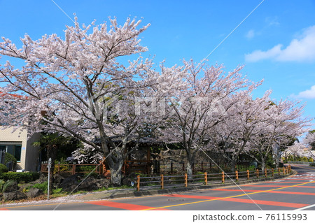 濟州島大heul裡,櫻花,春天的花朵,春天,村莊,鄉村別墅, 濟州島大heul裡,櫻花,春天的花朵,春天,村莊,鄉村別墅, 76115993