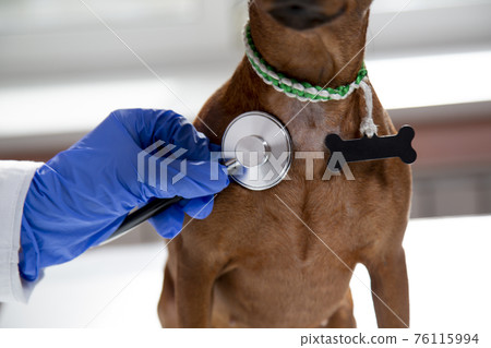 The doctor uses a stethoscope to listen to the pet's breathing. The doctor uses a stethoscope to listen to the pet's breathing. 76115994